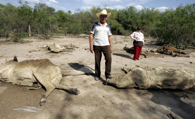 Graves Efectos Caus La Sequ A En Coahuila El Siglo De Torre N