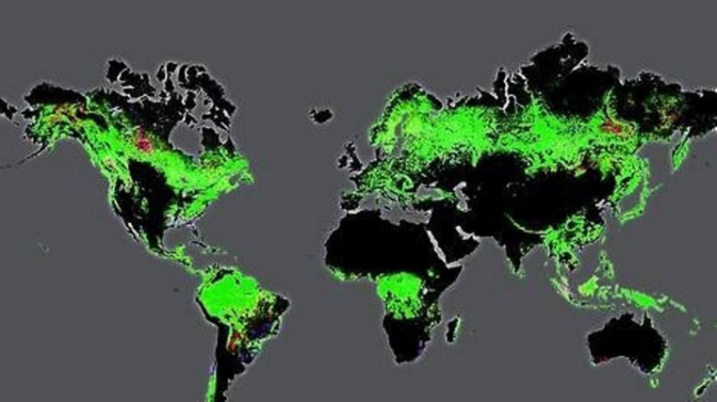 Mapas De La Forestaci N Del Mundo Con Alta Precisi N El Siglo De Torre N