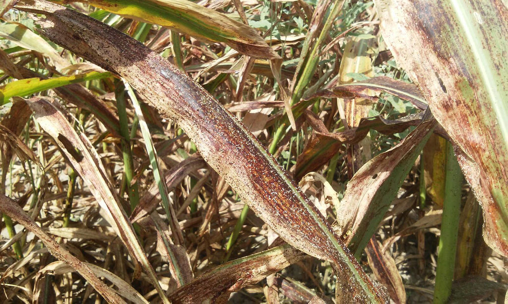 Plaga Termina Con Cultivos De Sorgo