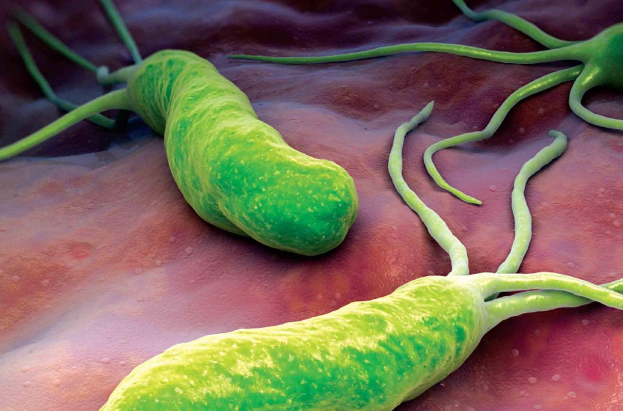 Cómo prevenir la helicobacter pylori El Siglo de Torreón