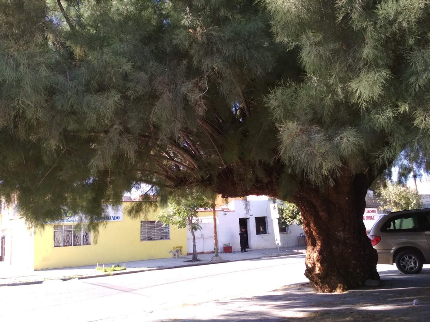 Árbol está a punto de caer El Siglo de Torreón