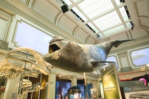 National Museum of Natural History DC – A Journey Through Time and Nature