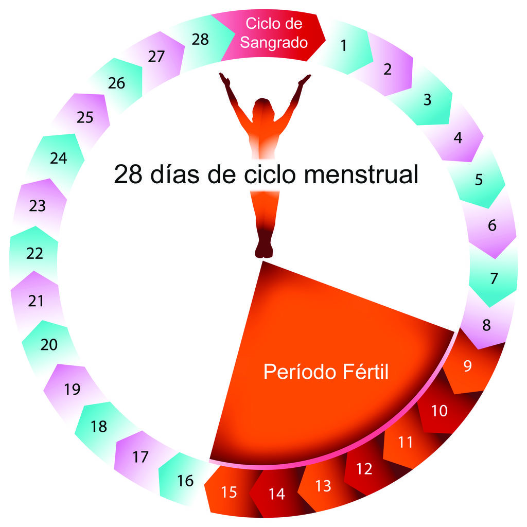 Ovulación Y Fertilidad El Siglo De Torreón 2609