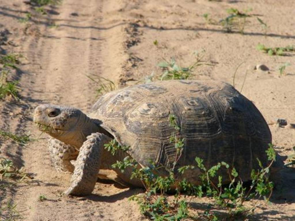 Tortuga Mapimí, la ingeniera del desierto