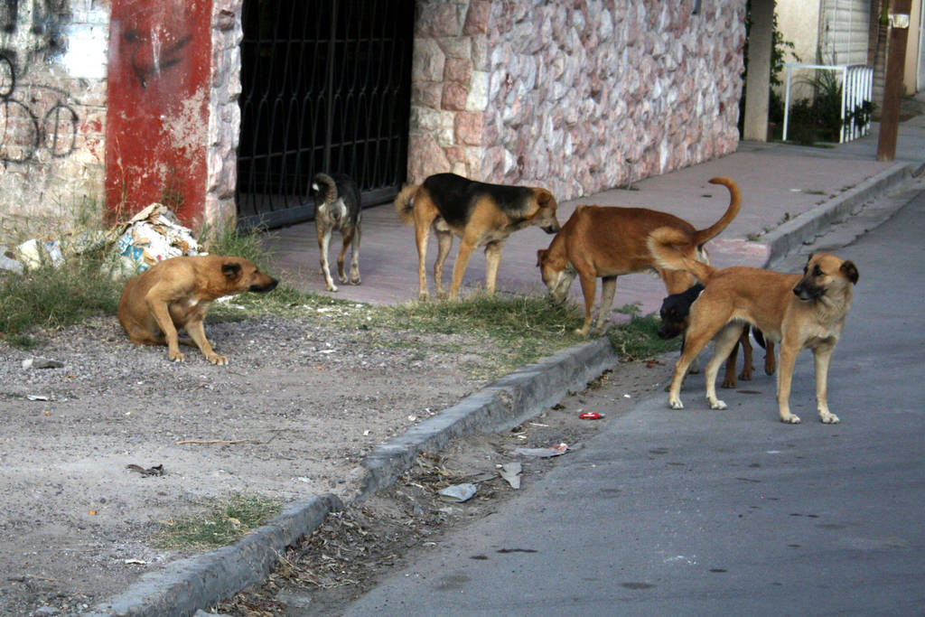 Investigan Sobrepoblación De Perros El Siglo De Torreón 0912