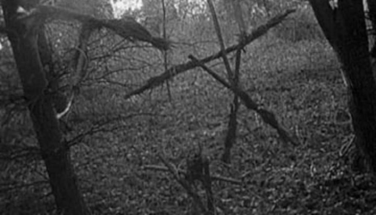 blair witch forest