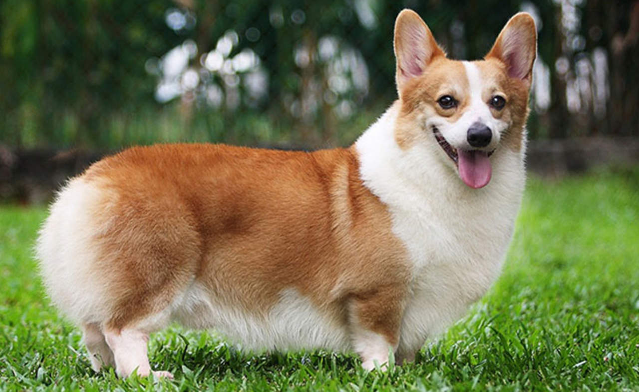 Cuanto Cuesta Un Corgi El Siglo De Torreon