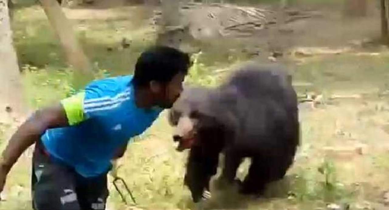 Video Oso Ataca A Un Hombre En La India El Siglo De Torre N