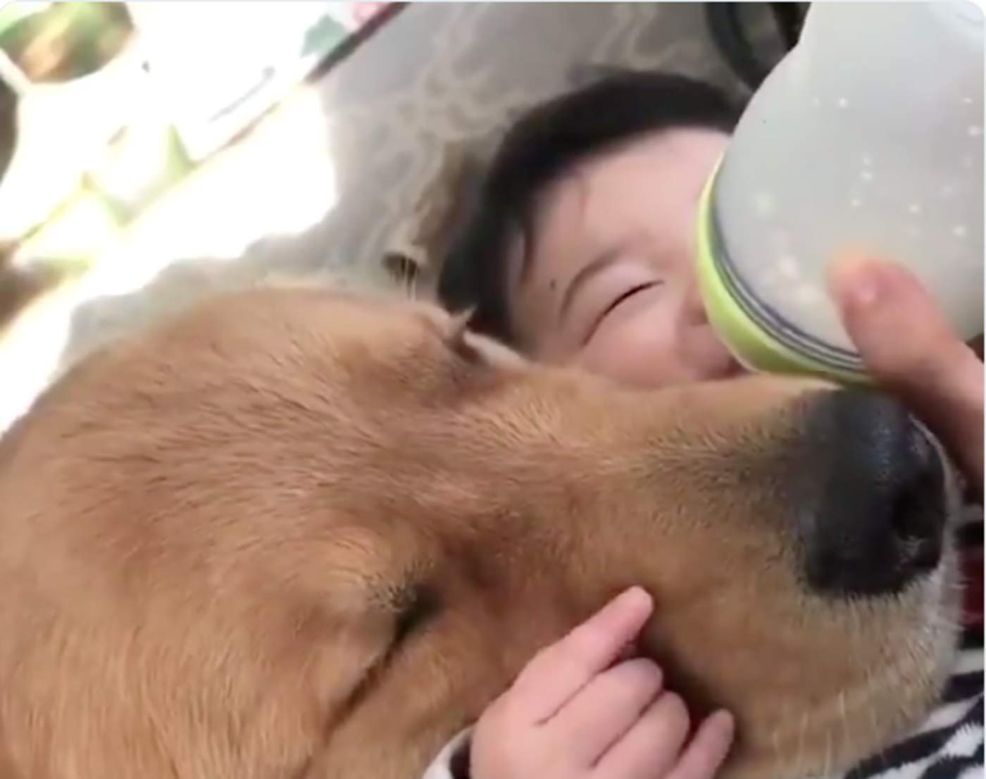 Viral Golden Retriever No Deja De Abrazar A Bebe