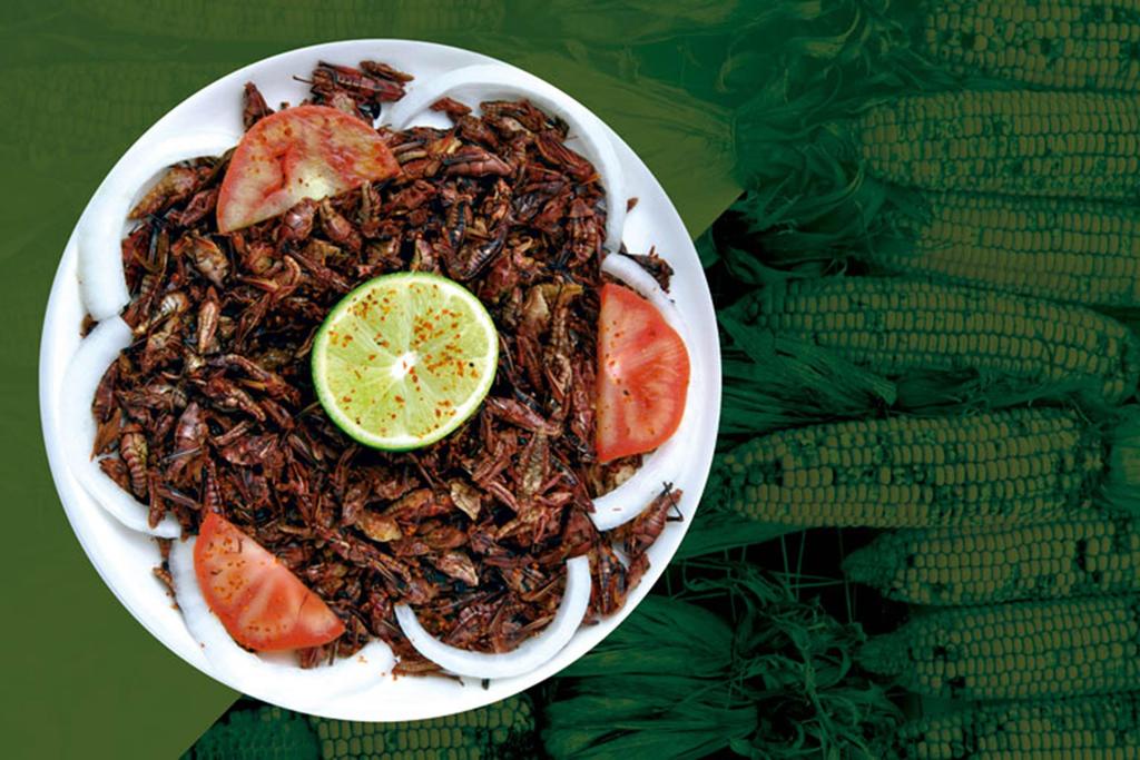 Conoce Los Beneficios De Comer Chapulines, El Siglo De Torreón