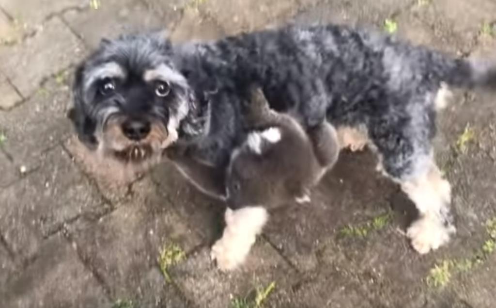 Viral Bebe Koala Se Aferra A Un Perro Al Creer Que Es Su Madre El Siglo De Torreon