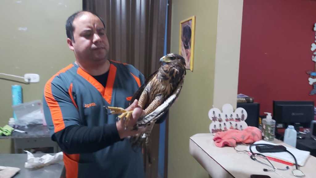 Rescata Ecología a águila en peligro de extinción, El 