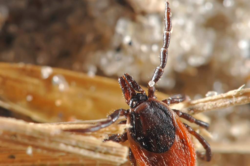 ¿qué Es La Enfermedad De Lyme El Siglo De Torreón