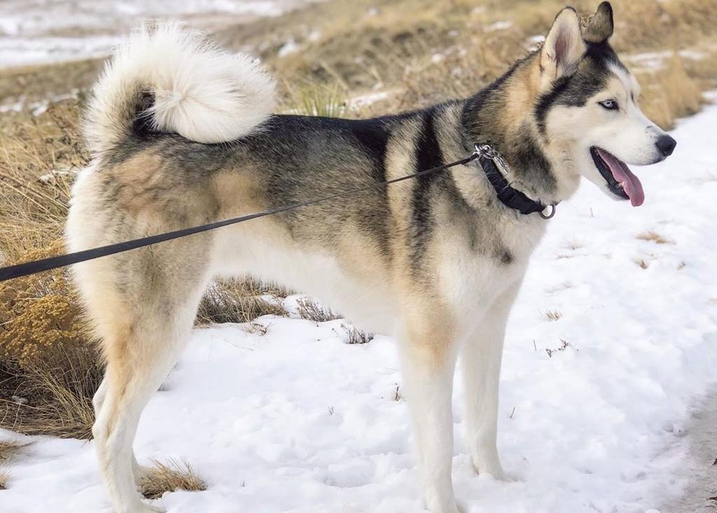 Diferencias Entre El Husky Siberiano Y Alaskan Malamute El Siglo De Torreon