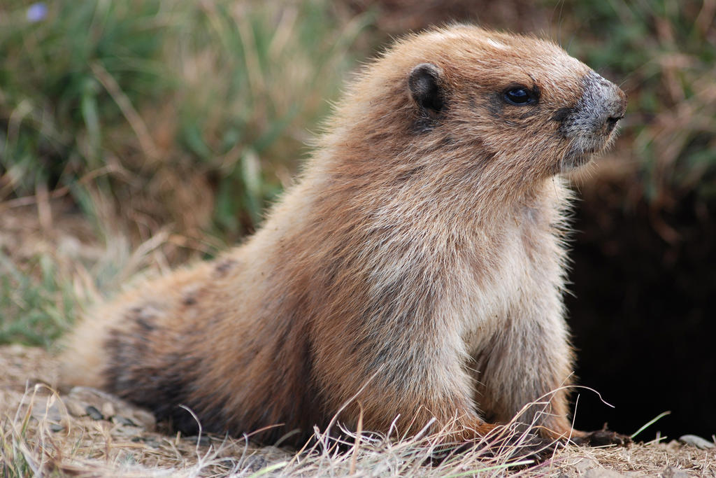 Descubren que las marmotas se comunican por dialectos, El Siglo de Torreón