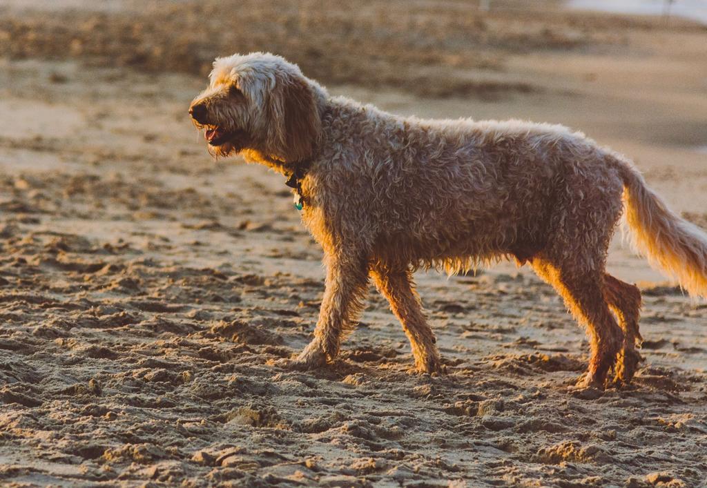 ¿Qué es el síndrome de la cola fría en los perros?, El Siglo de Torreón