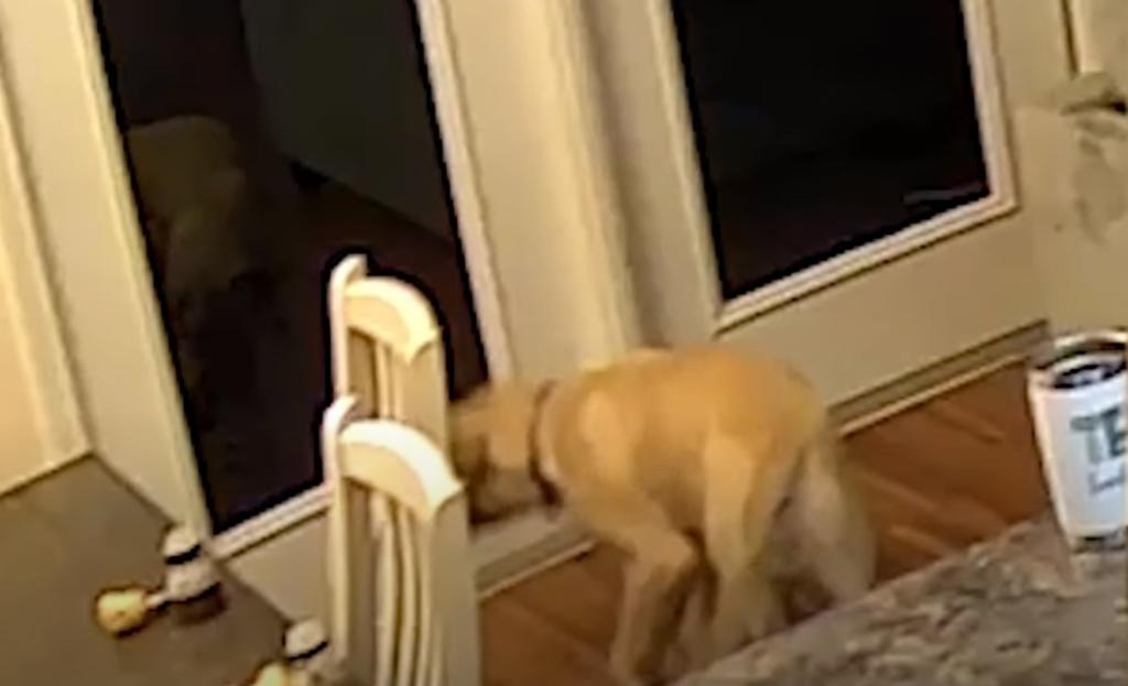 Reacción de perro al ver su propio reflejo se vuelve viral, El Siglo de