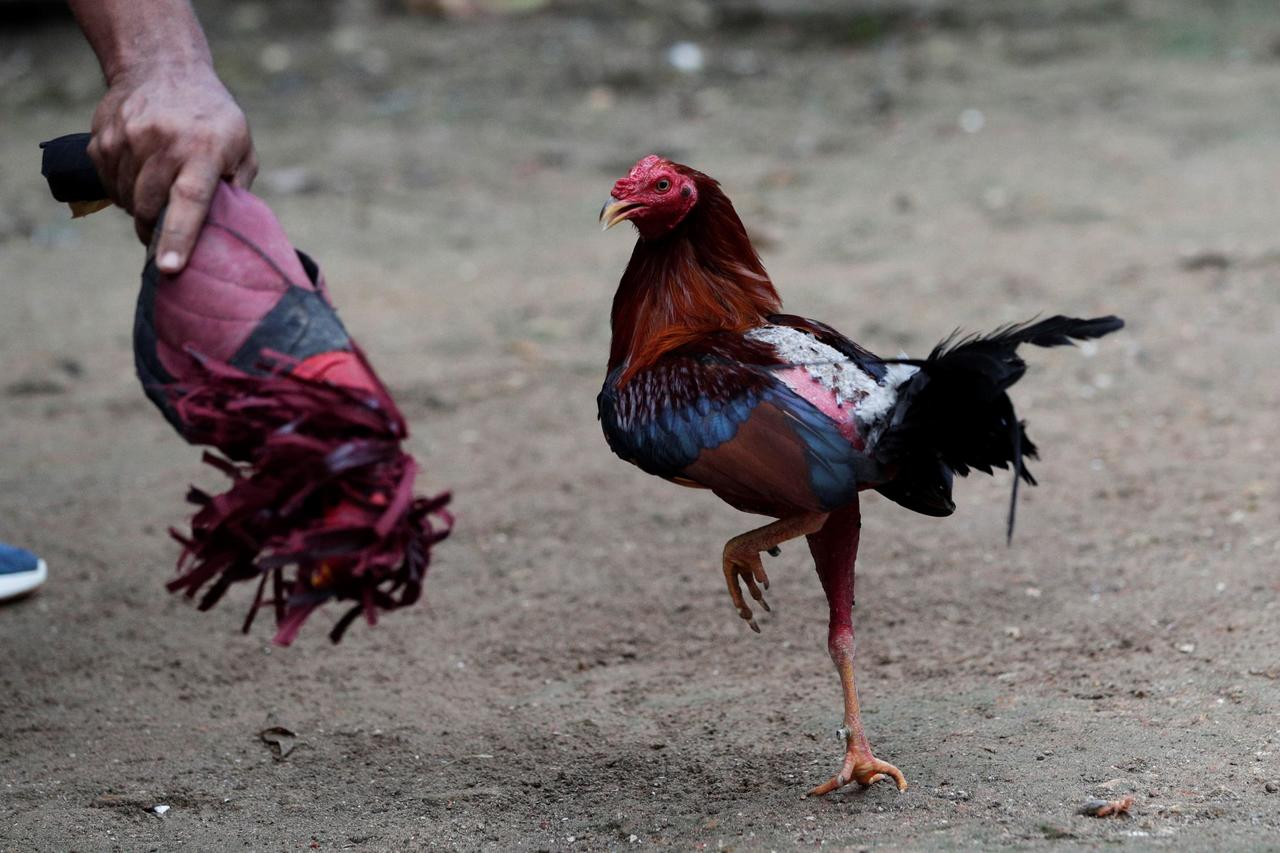 Analizan casteo de gallos en Coahuila