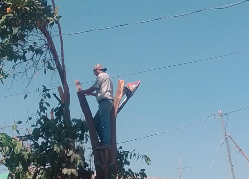 Por terminar, poda libre de árboles en Ciudad Lerdo - El Siglo